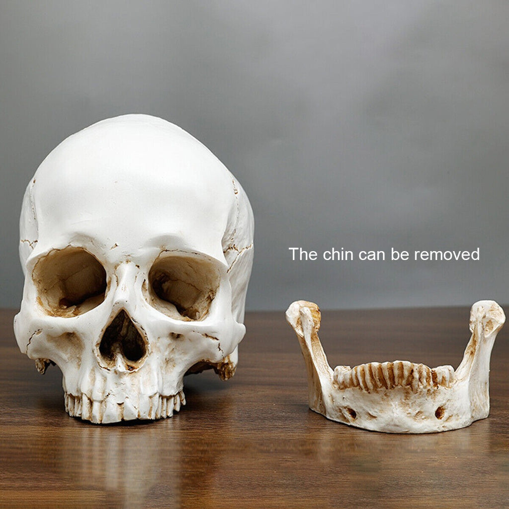 Life Size Human Skull Model 1:1 Replica Realistic Skull Head Bone Skeleton Model