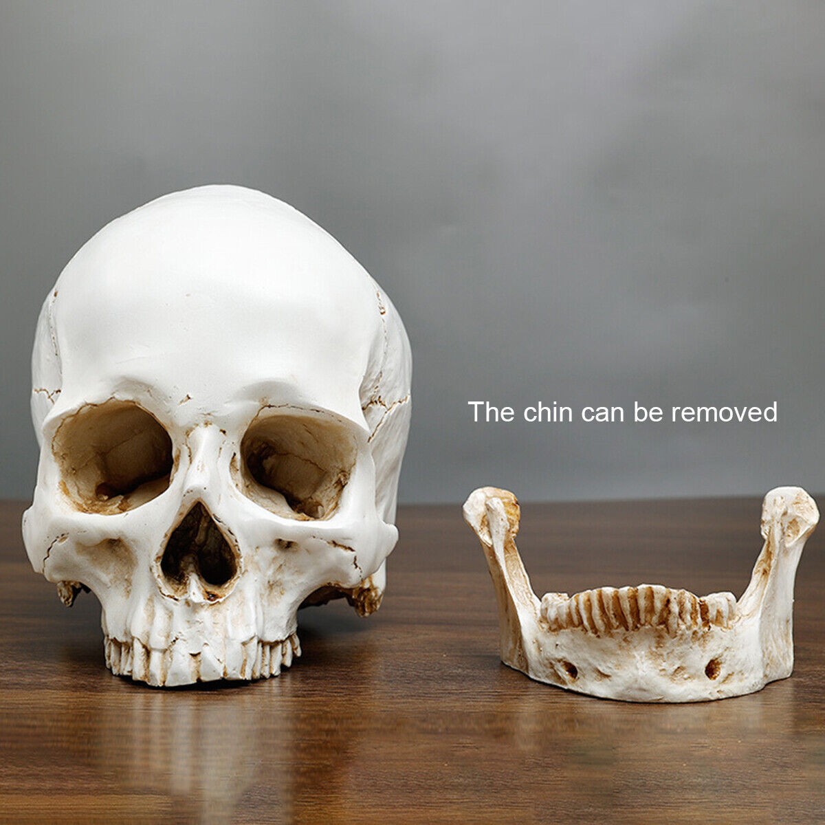 Life Size Human Skull Model 1:1 Replica Realistic Skull Head Bone Skeleton Model