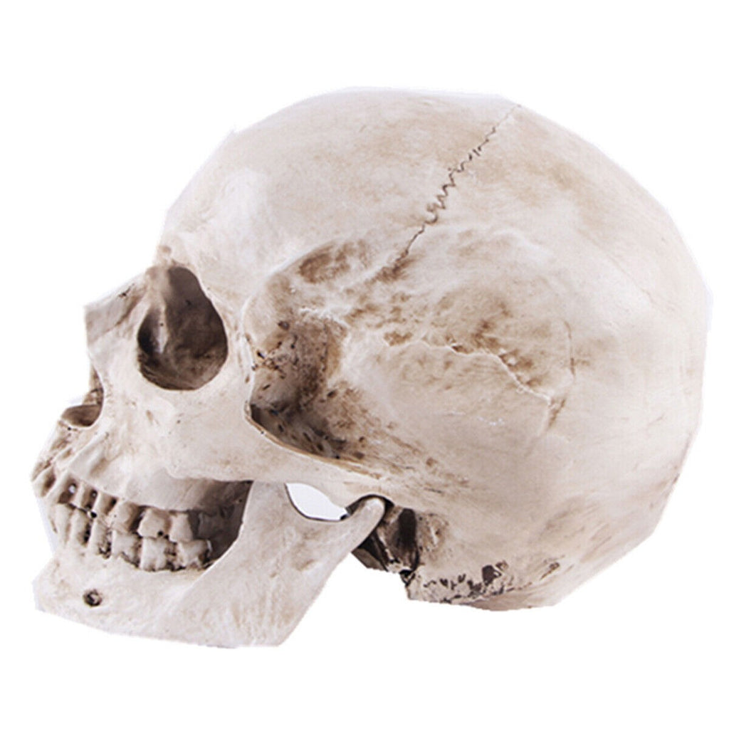 Life Size Human Skull Model 1:1 Replica Realistic Skull Head Bone Skeleton Model