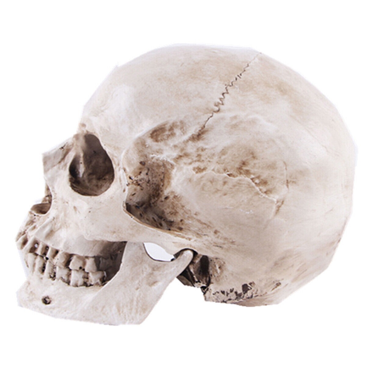 Life Size Human Skull Model 1:1 Replica Realistic Skull Head Bone Skeleton Model