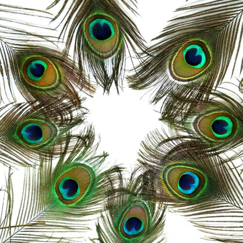 20X Natural Peacock Feathers Real Peacock Tail Feathers 25-30CM Feathers Decors