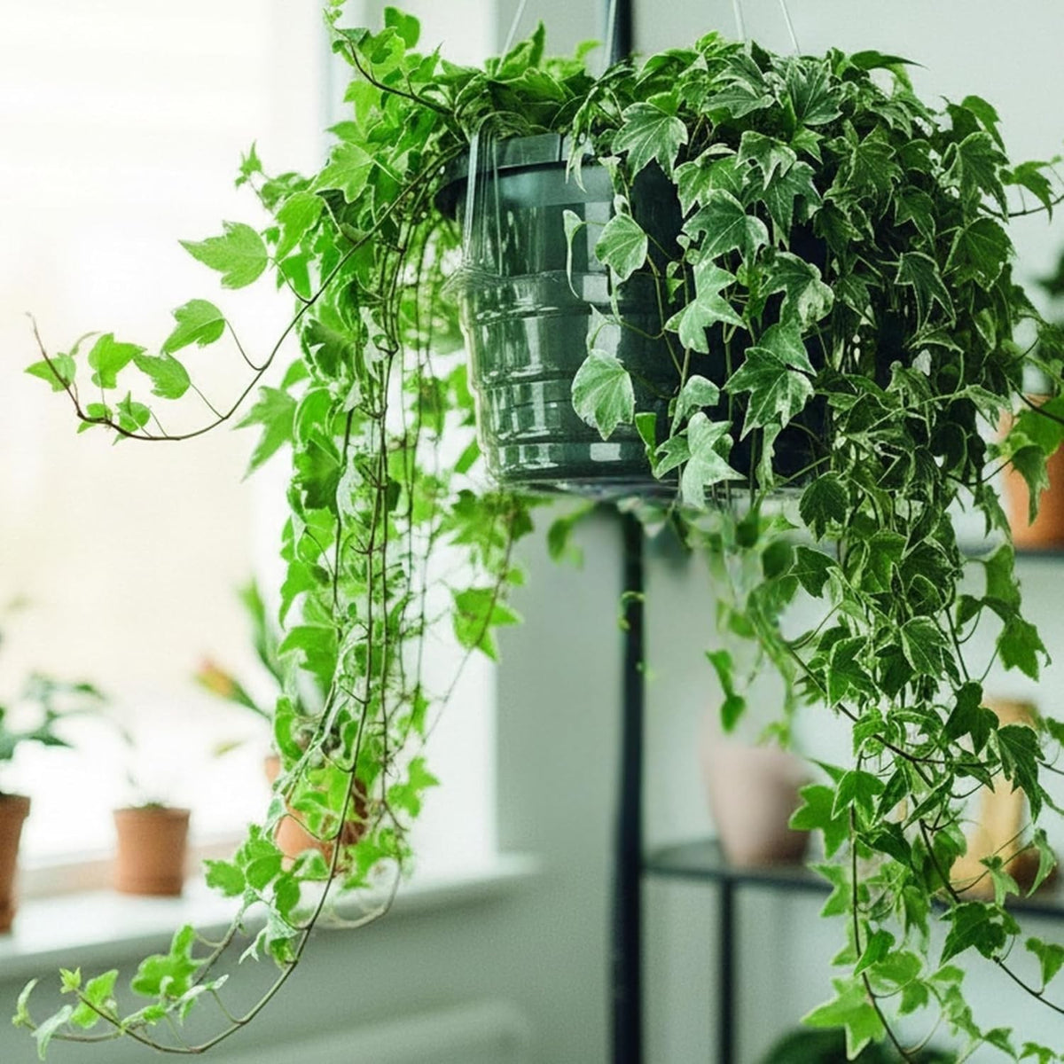 Hanging Basket Saucers for Plants, Saucers for Hanging Baskets