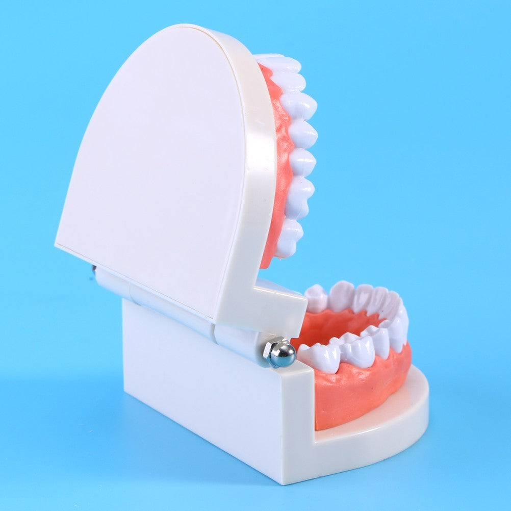 Teeth Model with Teeth for Dental Education and Demonstration Use