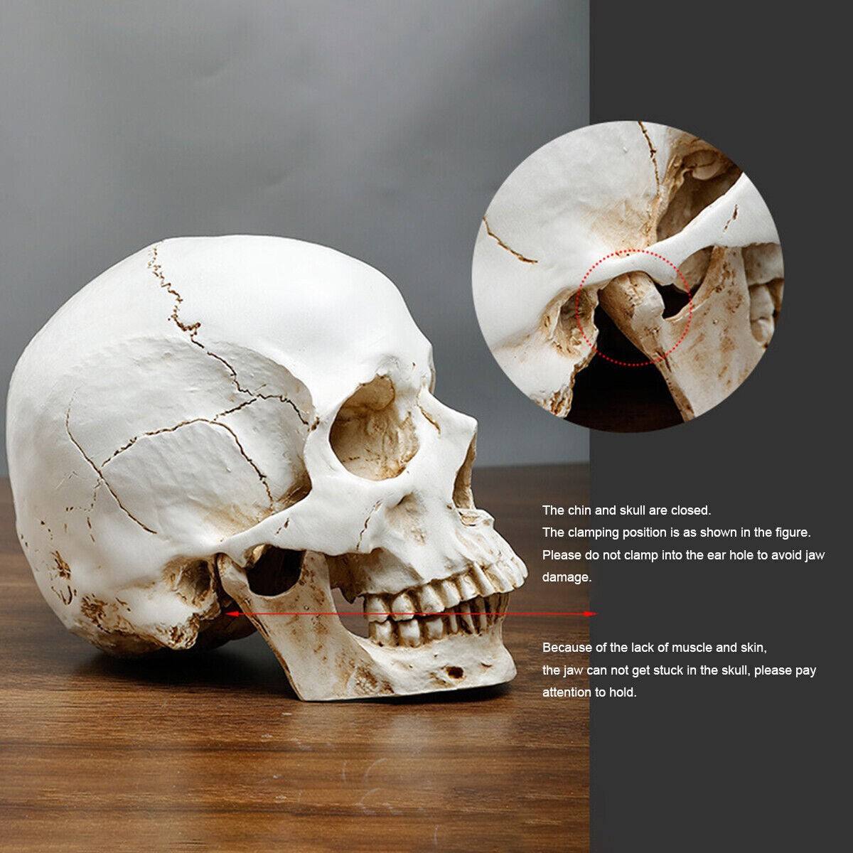 Life Size Human Skull Model 1:1 Replica Realistic Skull Head Bone Skeleton Model